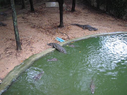 2004-07-11.sriracha_tiger_zoo.crocs.1.chon_buri.th 