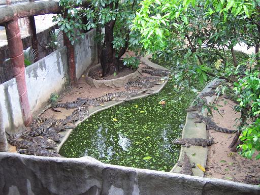 2004-07-11.sriracha_tiger_zoo.juvenile_crocs.1.fav.chon_buri.th 