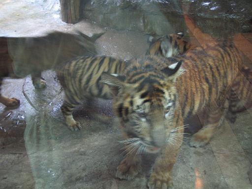 2004-07-11.sriracha_tiger_zoo.tigers.1a.chon_buri.th 