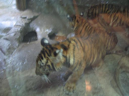 2004-07-11.sriracha_tiger_zoo.tigers.1b.chon_buri.th 