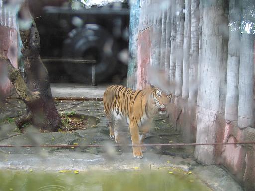 2004-07-11.sriracha_tiger_zoo.tigers.3.chon_buri.th 