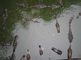 2004-07-11.sriracha_tiger_zoo.crocs.2.fav.chon_buri.th.jpg