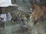 2004-07-11.sriracha_tiger_zoo.tigers.1a.chon_buri.th.jpg