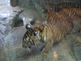 2004-07-11.sriracha_tiger_zoo.tigers.1b.chon_buri.th.jpg