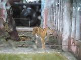 2004-07-11.sriracha_tiger_zoo.tigers.3.chon_buri.th.jpg
