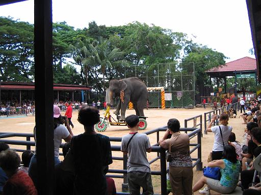 2004-07-10.tropical_gardens.elephant_show.5b.nong_nooch.th 