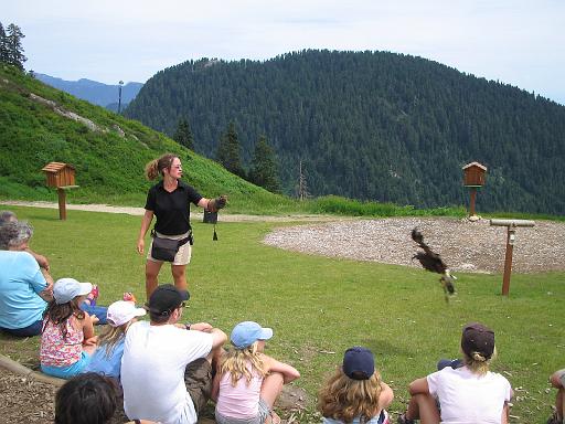 2004-07-14.grouse_mtn.raptor_show.bird.1.vancouver.ca 