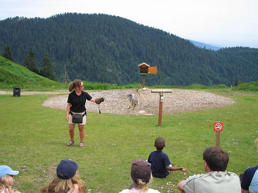 2004-07-14.grouse_mtn.raptor_show.horned_owl.6.vancouver.ca 