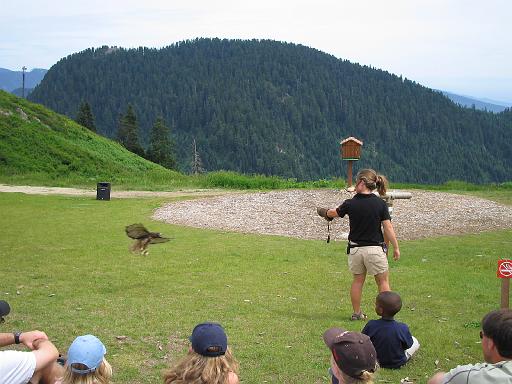 2004-07-14.grouse_mtn.raptor_show.red_tail_hawk.1.vancouver.ca 