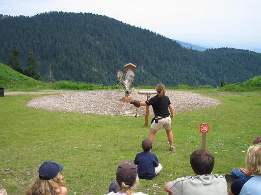 2004-07-14.grouse_mtn.raptor_show.red_tail_hawk.2.vancouver.ca 