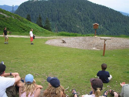 2004-07-14.grouse_mtn.raptor_show.red_tail_hawk.chase.2.vancouver.ca 