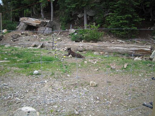 2004-07-14.grouse_mtn.wolves.1.vancouver.ca 