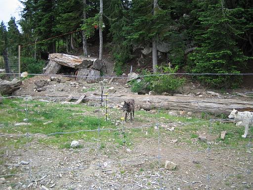 2004-07-14.grouse_mtn.wolves.5.vancouver.ca 