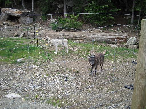 2004-07-14.grouse_mtn.wolves.7.vancouver.ca 