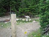 2004-07-14.grouse_mtn.wolves.3.vancouver.ca