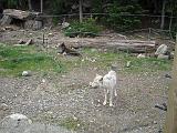 2004-07-14.grouse_mtn.wolves.4.vancouver.ca