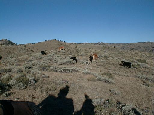 2000-09-03.cattle.along.horse_trail.flying_x_ranch.wheatland.wy.us 