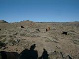 2000-09-03.cattle.along.horse_trail.flying_x_ranch.wheatland.wy.us.jpg